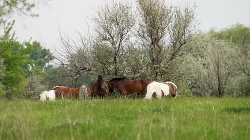 Horses grazing peacefully in green meadow under spring trees