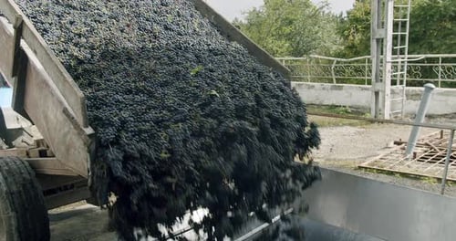 Grape Harvest Squeeze The Grape With The Press