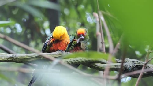 Sun Cornure Parrots Yellow and Green