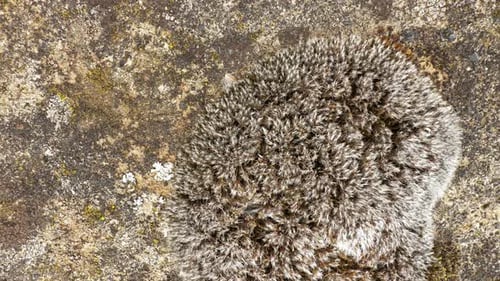 Stone Moss Closeup View