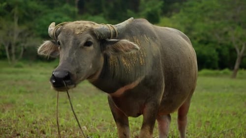 Ein ruhiger Wasserbüffel weidet anmutig auf einem üppigen grünen Feld und zeigt seine unverwechselbaren Merkmale