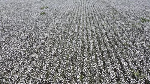 Cotton Field