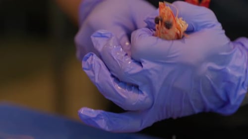 Gloved Hands Cleaning Fresh Shrimp for Cooking