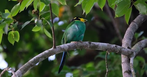 Nistzeit des Langschwanz-Breitschnabels Psarisomus dalhousiae.