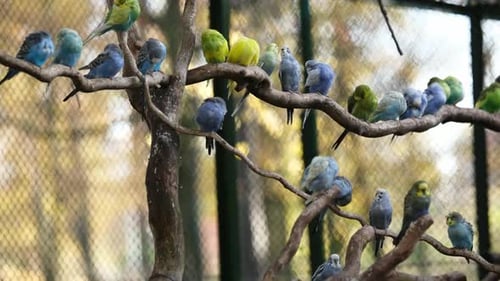 Flock Of Colorful Budgerigars Sitting On A Branch