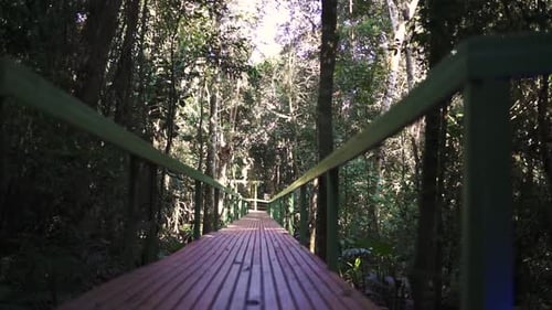 Tropical Forest Wooden Walkway Through Lush Green Trees