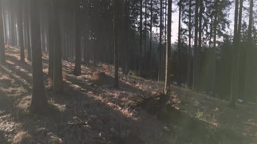 Uma cena de floresta serena com a luz do sol dourada filtrando as árvores altas, projetando longas sombras sobre o