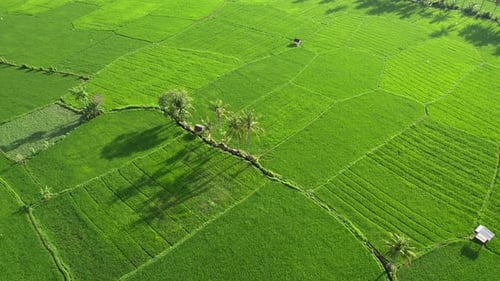 Green Field