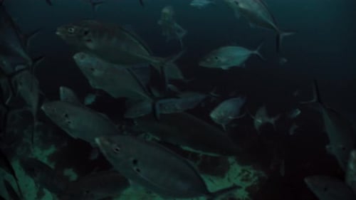 Gran tiburón blanco Carcharodon carcharias, Islas Neptuno, Australia del Sur, 4K, cámara lenta, 50 fps