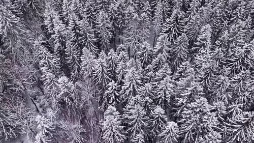 Aerial View of Snow-Covered Forest in Winter