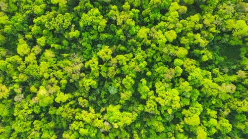 Drone footage of the Jungle in Misiones, Argentina, South America.