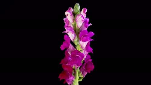 Timelapse of Violet Antirrhinum Flower Opening