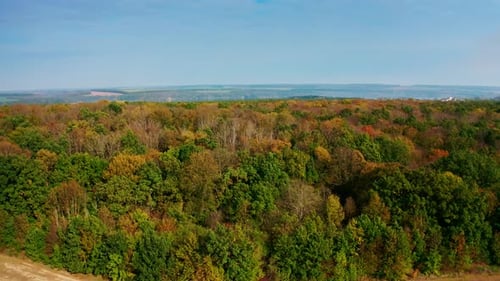 Aerial View of Colorful Forest in Autumn