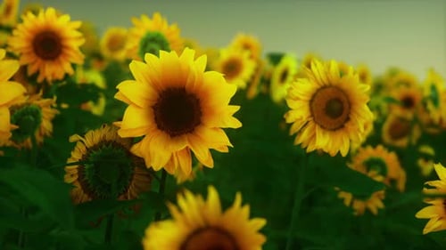 Sunset Landscape at Sunflower Field