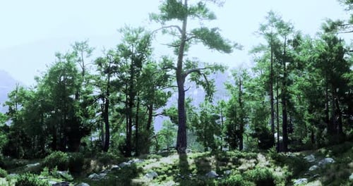 Dense Forest Landscape with Tall Trees and Lush Greenery in Daylight
