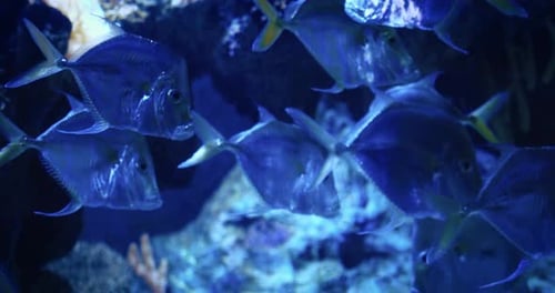 A Closeup View of Vibrant Tropical Fish Swimming in a Blue Lit Aquarium Tank