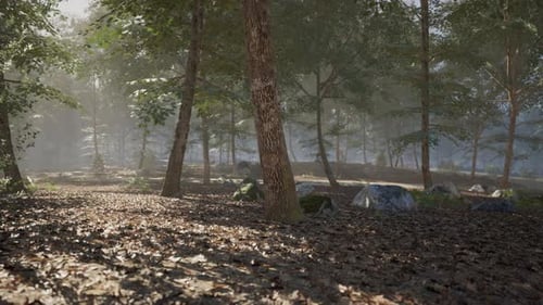 Serene Forest Landscape in the Morning Light Showcasing Peaceful Nature