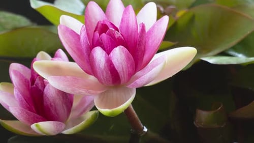 Close Up of a Beautiful Pink Water Lily Blooming on a Pond