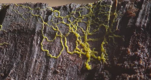 Slime mold plasmodium movement