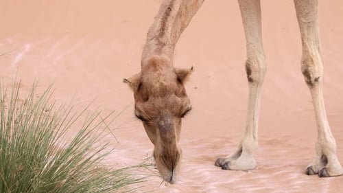 Middle Eastern Camel Eating Green Shrub in the Desert in UAE