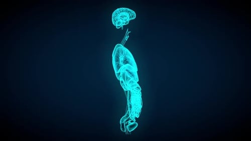 Holographic Human Anatomy Scan Medical Science Display