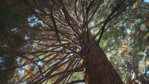 Big Sequoia tree trunk and branches under the sunlight
