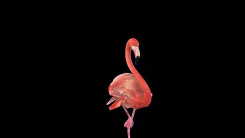 Flamingo Bird Idle 2