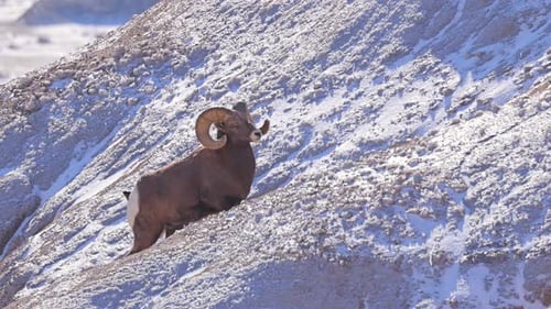 Wild Bighorn Sheep in Badlands National Park