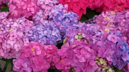 Hydrangea Blooming Blue Purple and Pink Heads of Hydrangea Flower Petals Beautiful Garden