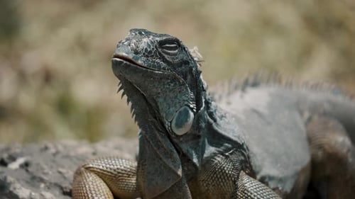 Close Up Of Sleepy Iguana In The Wild At Daytime.
