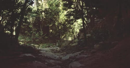 Serene Forest Path Illuminated By Natural Sunlight in the Late Afternoon