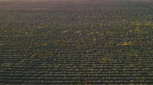 Lavender Field Cultivated Rows at Sunset