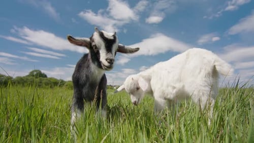 Two Baby Goats Meet and Play Together in a Field of Grass on a Farm