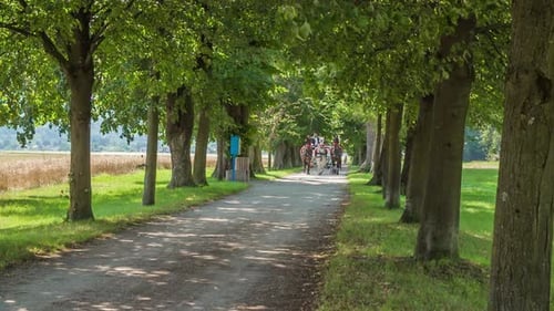 An einem schönen Sommertag fährt eine Kutsche mit Pferden und Jungvermählten durch eine von Bäumen gesäumte Allee.