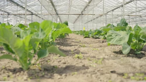 Rows of naturally grown cauliflower grows from the ground in a Dutch greenhouse.