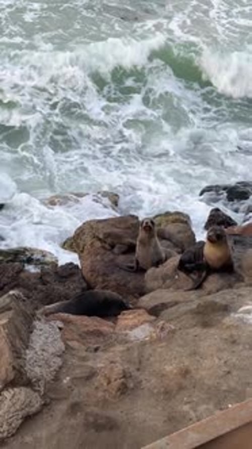 Curious Seals Sit on Steep Cliffs Against Foamy Waves
