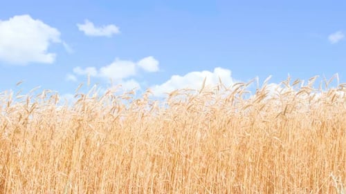 Scenic Landscape with Cultivated Farmland with Ears of Wheat Against Blue Sky