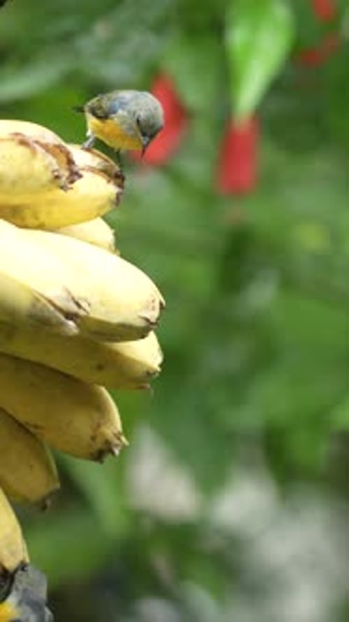 Group of three Orange-bellied flowerpecker birds eating bananas in the garden