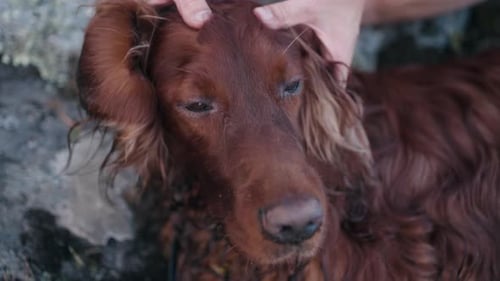 Woman Plays with Long Ears of Fluffy Brown Doggy Friend