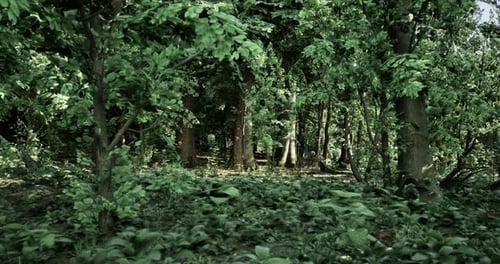 Lush Green Forest with Dense Trees and Undergrowth During Daylight Hours