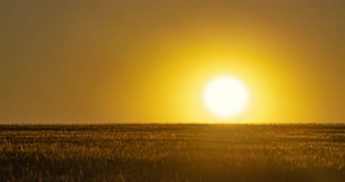 Wheat field at sunset, beautiful golden hour