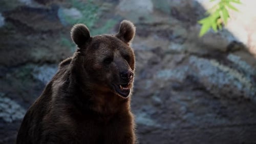 Majestic Brown Bear Portrait in Natural Habitat