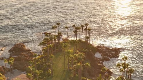 Aerial of a grassy cape with tall palm trees and sunlight reflecting on the water