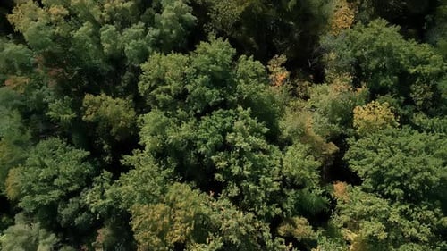 Early Autumn in Forest Aerial Top Aerial View