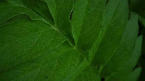 Big Green Bush Leafs Blooming in Warm Spring Forest in Closeup. Inspire