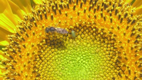 Abeja e insecto en un vibrante centro de girasol; foto macro