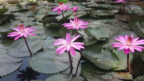 Lovely pink Lotus or water lily blooming among lush leaves in a lotus pond under bright summer sunsh