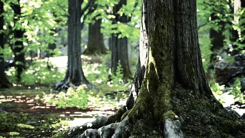 A Majestic Tree Standing Tall in the Heart of a Lush Forest