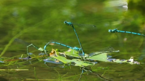 Zwei angehängte Libellen landen mit Spiegelung auf einem Blatt im Wasser