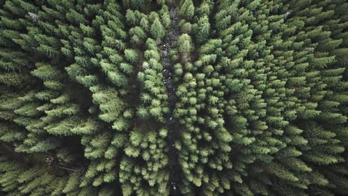 Top Down Aerial Mountain River at Green Fir Tree Nobody Nature Landscape at Autumn Day Pine Forest